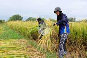 กิจกรรมเกี่ยวข้าวประจำปี 2568: รวมพลัง “ไร่ส้มวิทยา”